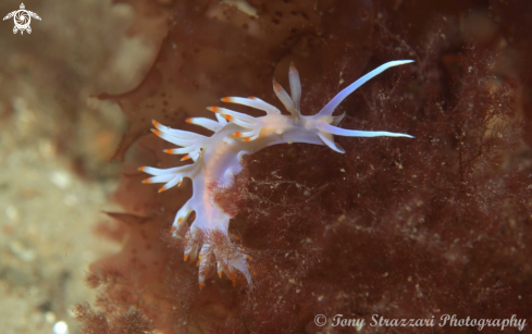 A Flabellina bicolor | Flabellina bicolor