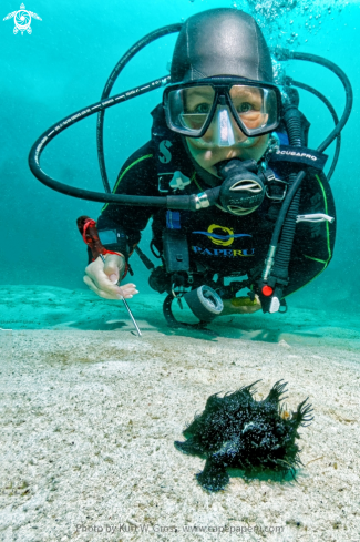 A Antennarius lineatus | Eliane