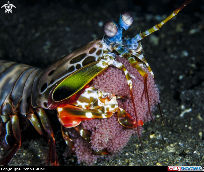 A  mantis shrimp