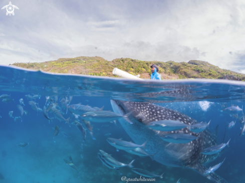 A Rhincodon typus | Whale Shark