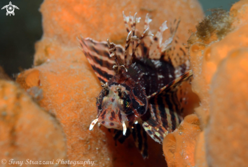 A Dendrochirus brachypterus | Dwarf Lionfish