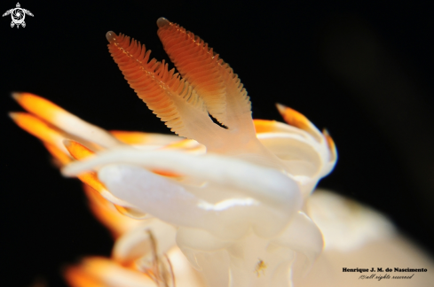 A Flabellina babai | Nudibranch