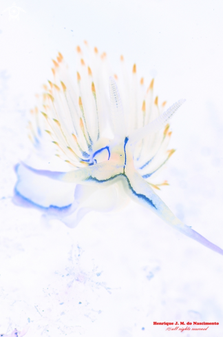 A Nudibranch