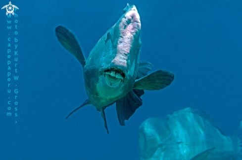 A bumphead Parrot Fish