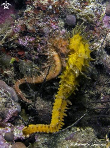 A Hippocampus guttulatus