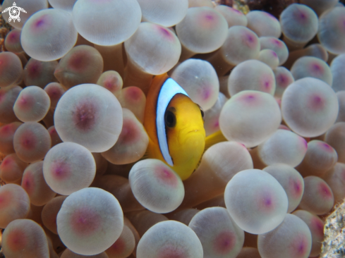 A Anemonefish