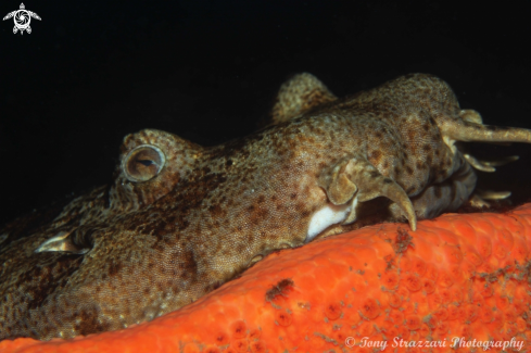 A Dwarf Ornate Wobbegong