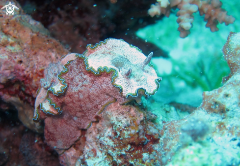 A Nudibranch