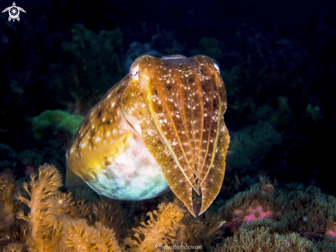 A Cuttlefish