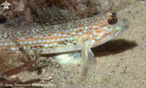 A Istigobius hoesei | Sloth goby