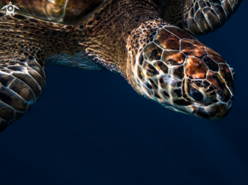 A Chelonia mydas | Green Turltle