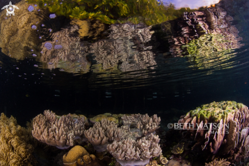 A Reef Scene