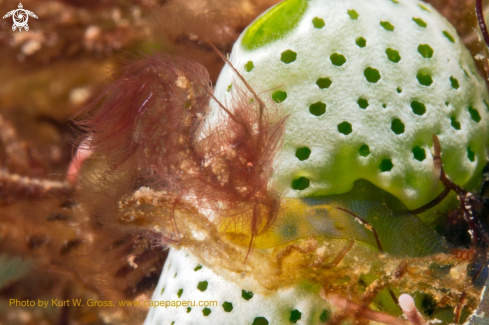 A Hairy shrimp