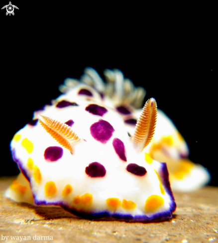 A Goniobranchus collingwoodi 