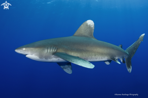 A Oceanic white tip shark