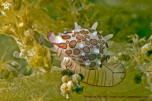A Primovula bellcia | Couwri