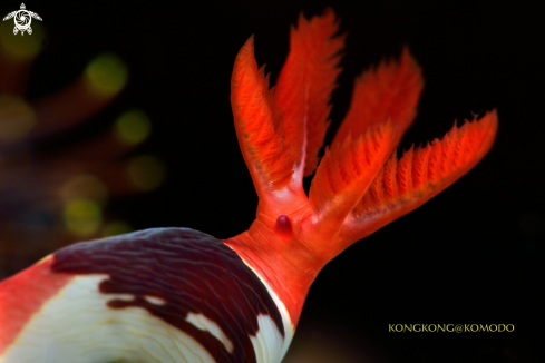 A Nudibranch Grills