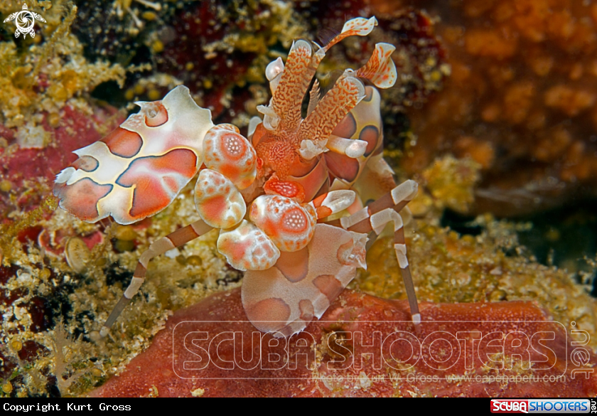 A Harlekin Shrimp
