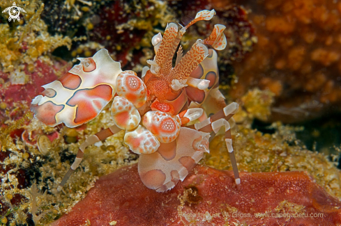 A Harlekin Shrimp