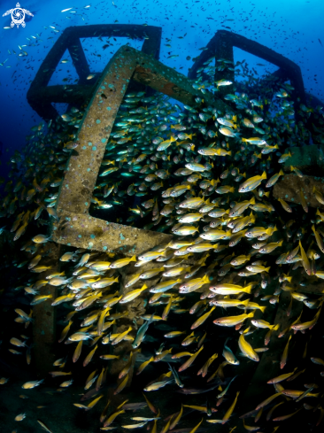 A Big Eye Snapper