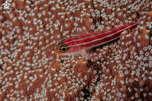 A Neon triplefin