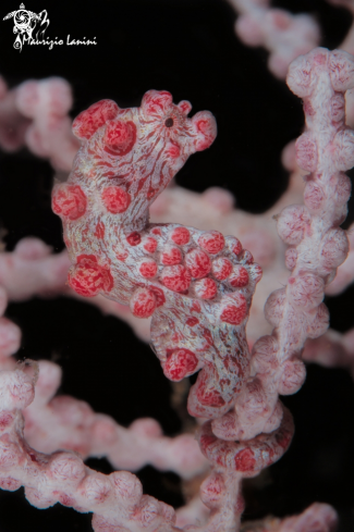 A Hippocampus bargibanti  | Pigmy sea horse