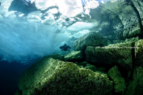 A Shore Diving