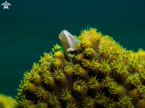 A underwater creature