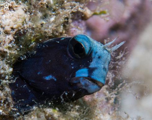 A underwater creature