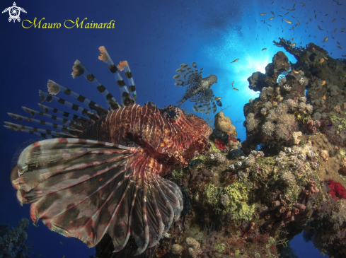 A Lionfish