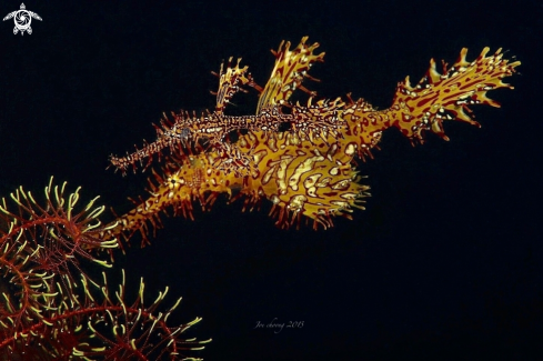 A Solenostomus paradoxus  | Ghostpipefish 