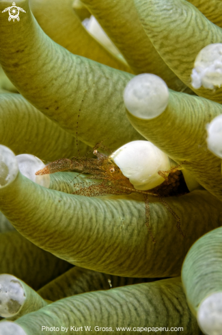 A Bubble Shrimp