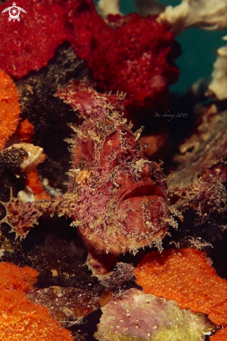 A Antennaiinae | Frog fish