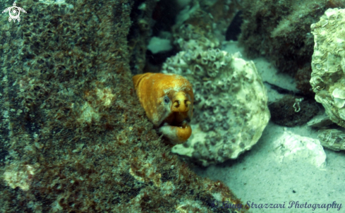 A Gymnothorax prasinus | Green moray eel