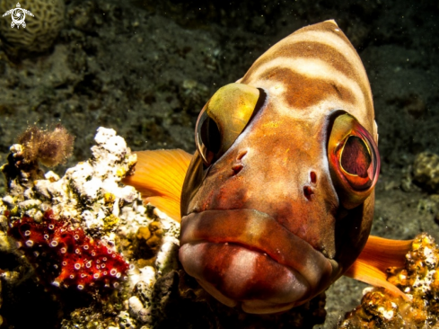 A underwater creature