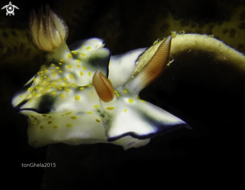 A Hypselodoris Bollandi | Nudibranch