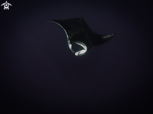 A Manta Birostris