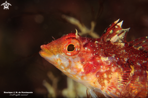 A Tripterygion delaisi | Fish - Blennioidei