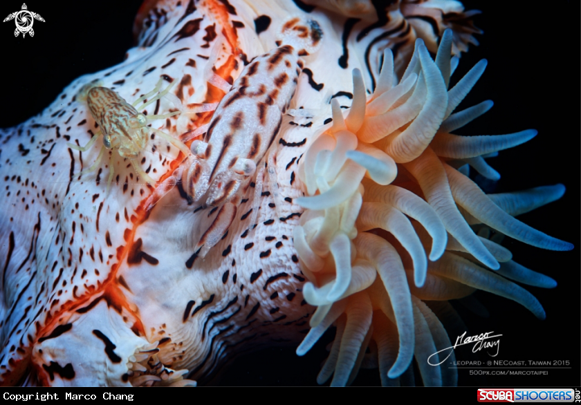 A Leopard shrimp