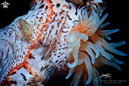 A Leopard shrimp