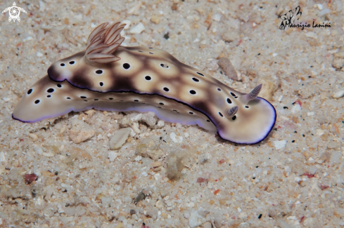 A Nudibranch