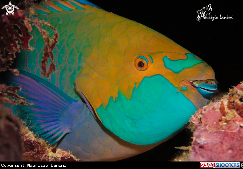 A Dusky parrotfish  
