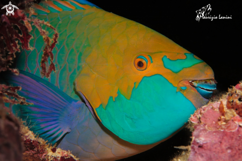 A Dusky parrotfish  