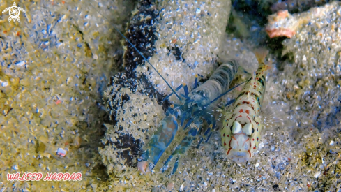 A Goby fish and Shrimp
