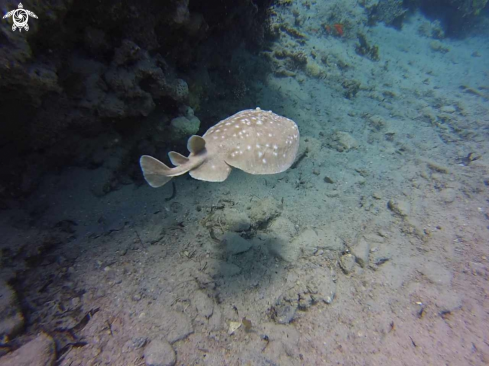 A Torpedo panthera | Scalloped torpedo ray