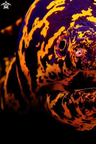 A Chain Moray Eel