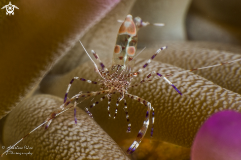 A Spotted Anemone Shrimp