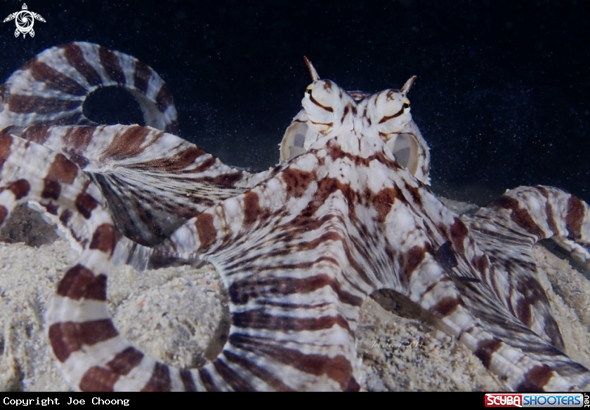 A Mimic octopus