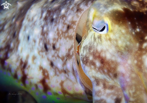 A Sepia officinalis & Periclimenes imperator  | Cuttlefish & emperor shrimp