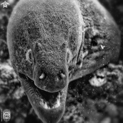 A Moray eel